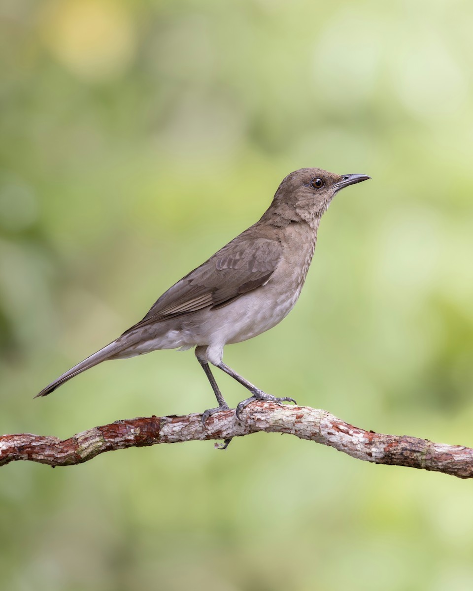 Black-billed Thrush - ML644935454
