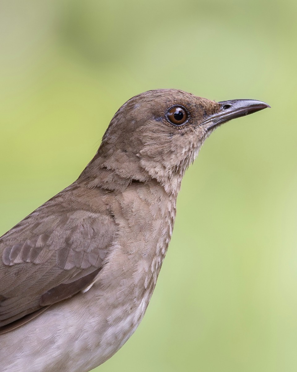 Black-billed Thrush - ML644935455