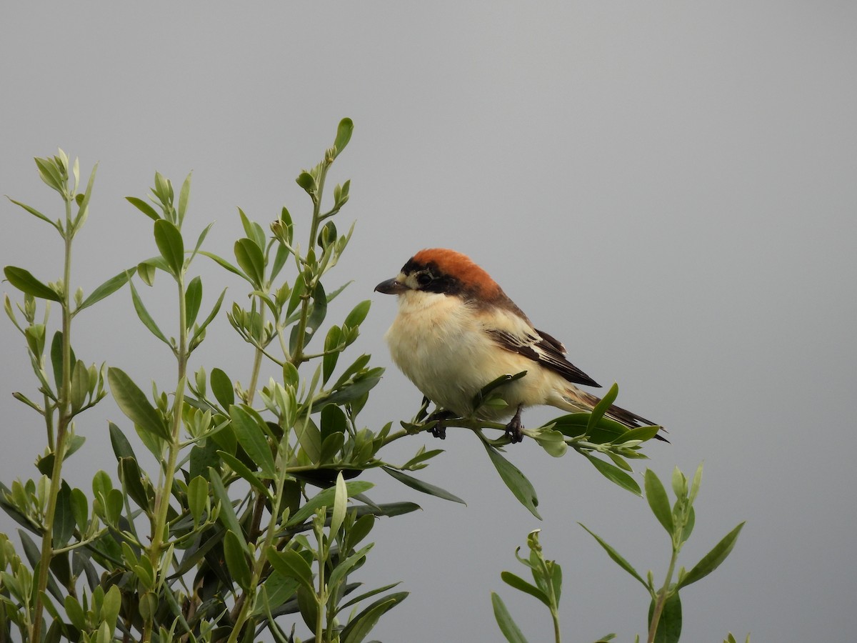 Woodchat Shrike - ML644935464