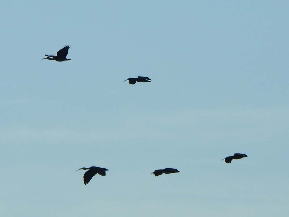 Bare-faced Ibis - ML644935465