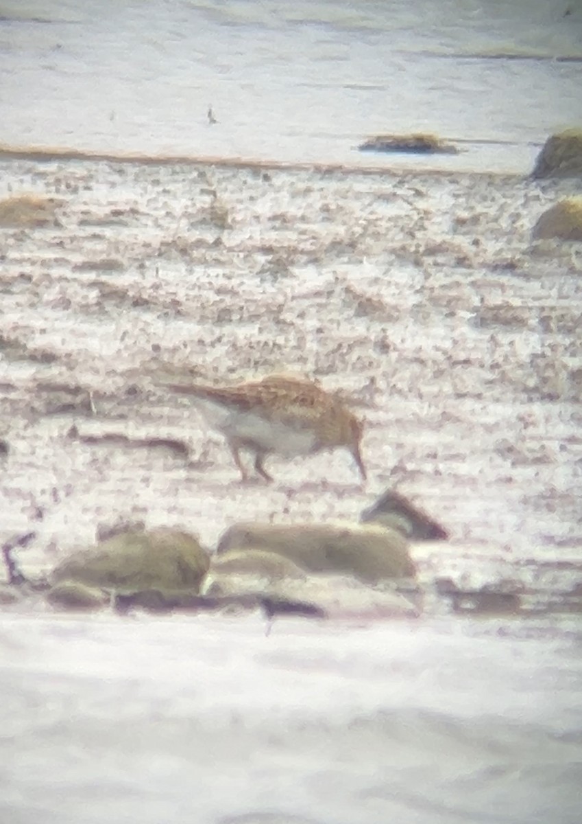 חופית כהת-חזה - ML644935468