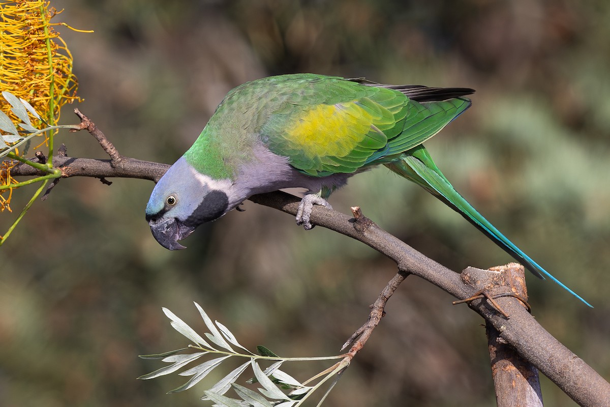 Lord Derby Yeşil Papağanı - ML644935470