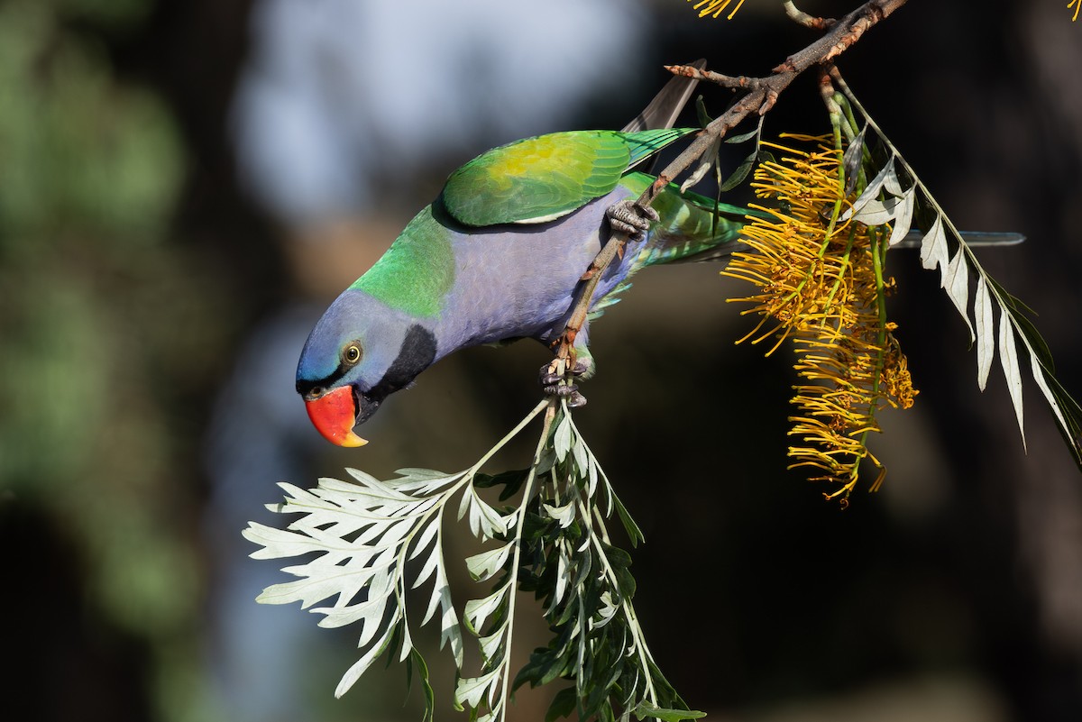 Lord Derby Yeşil Papağanı - ML644935471