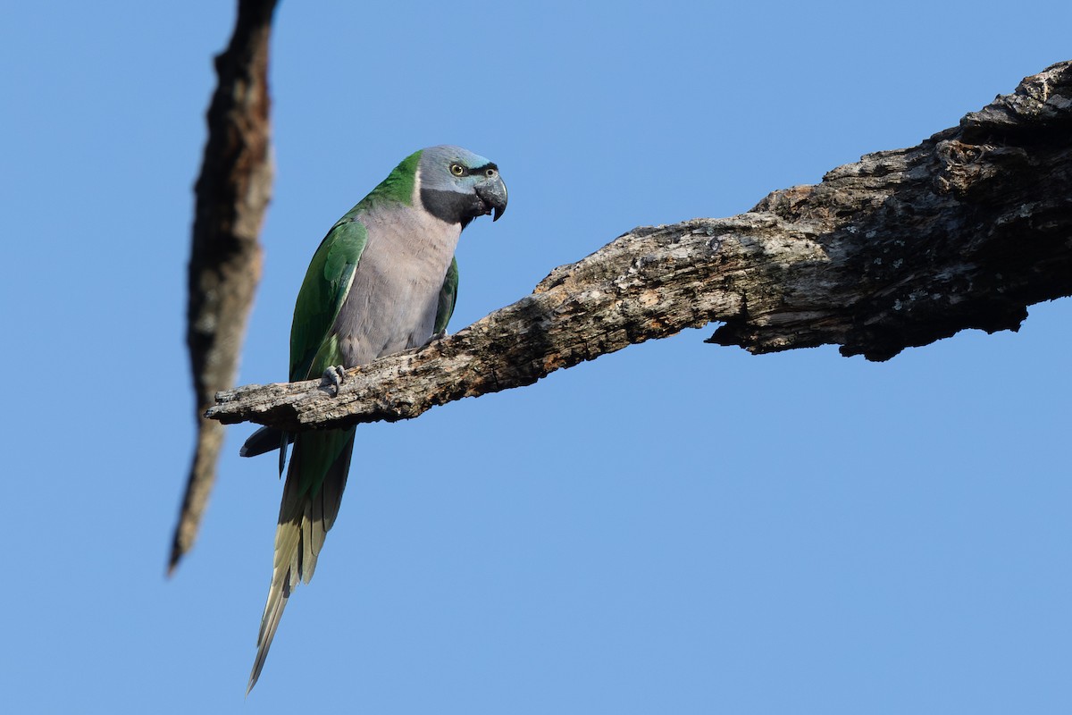 Lord Derby Yeşil Papağanı - ML644935472