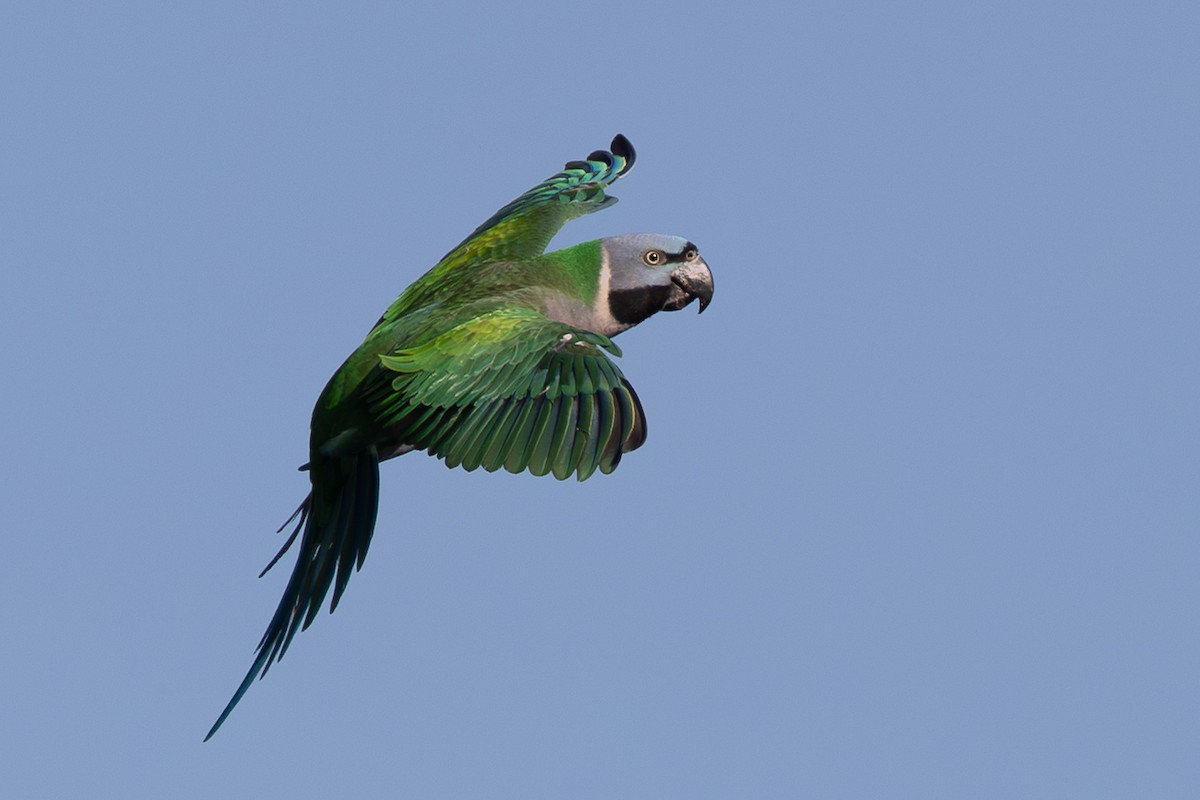 Lord Derby Yeşil Papağanı - ML644935473