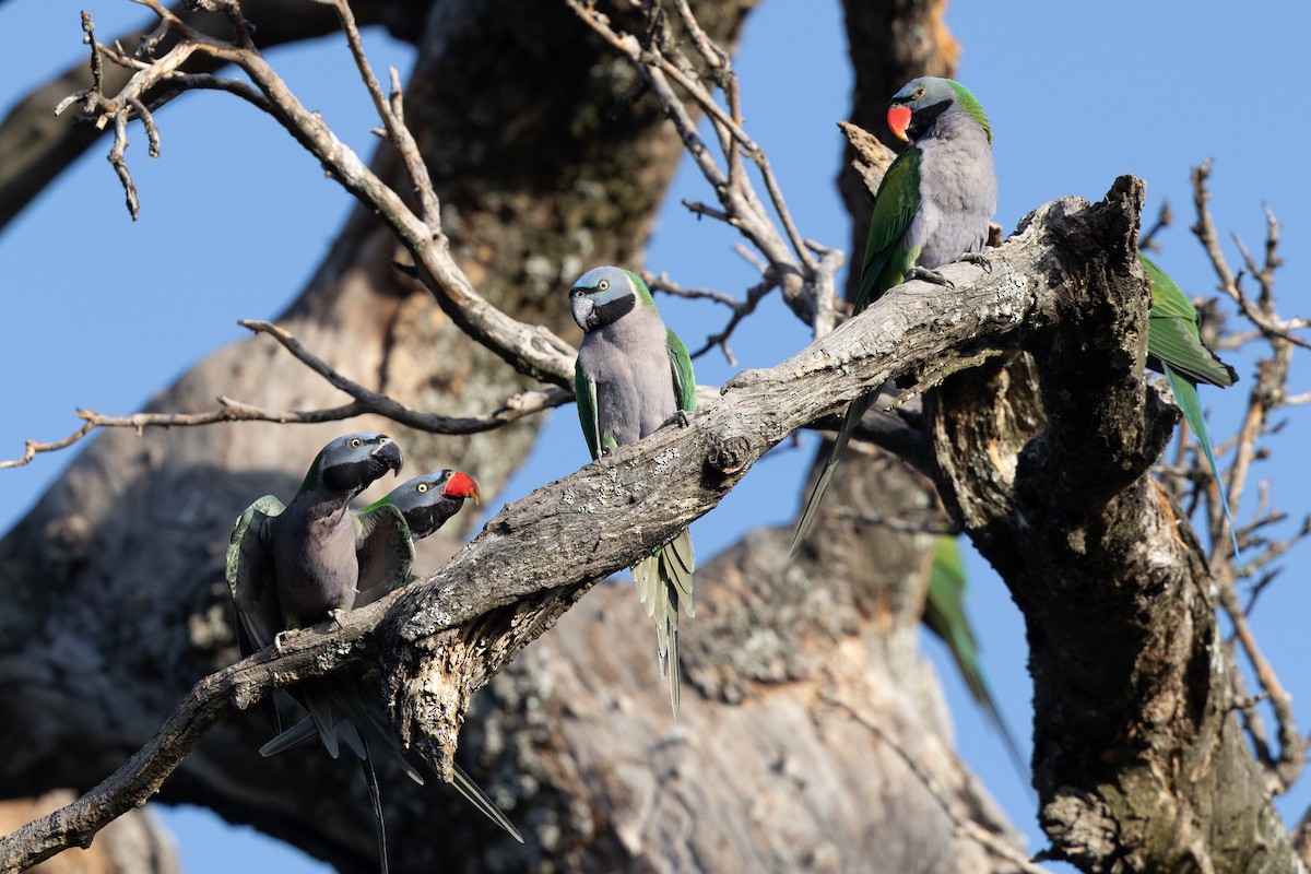 Lord Derby Yeşil Papağanı - ML644935474