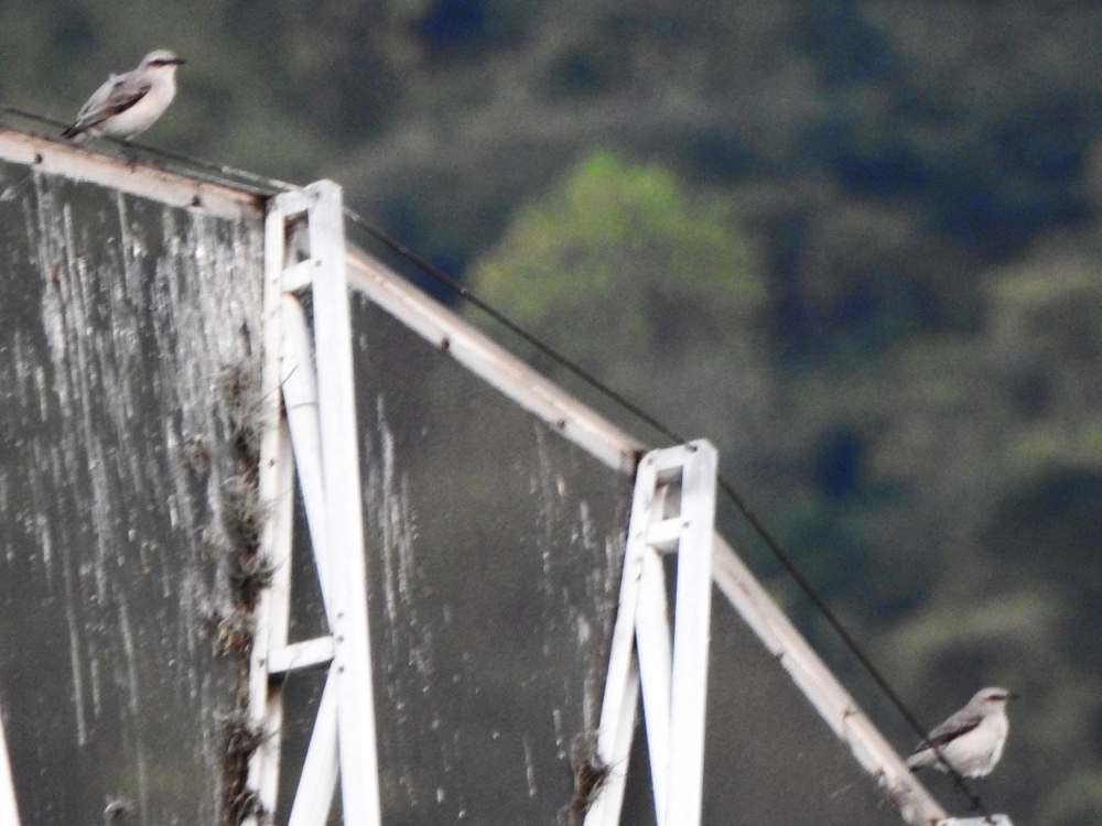 Tropikal Taklitçi - ML644935485