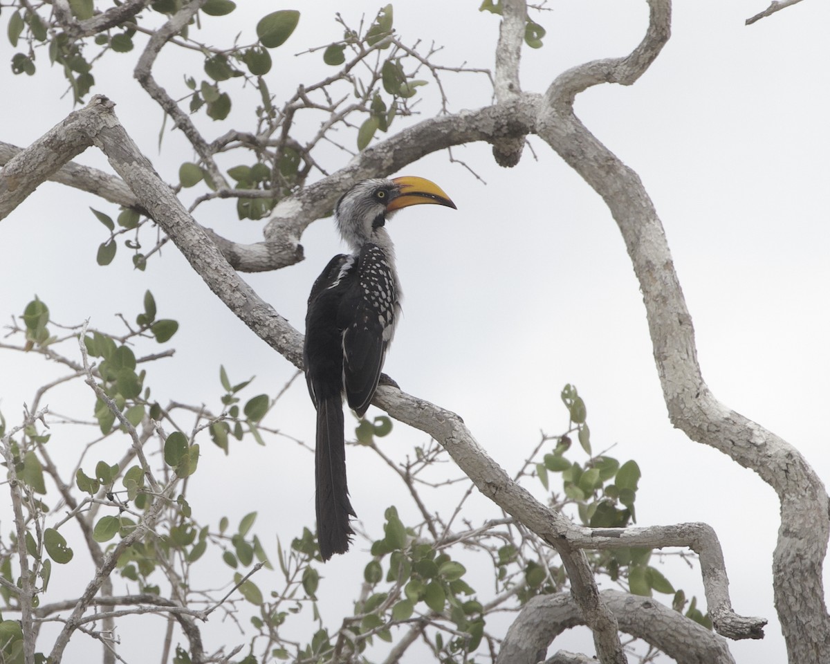 Toco Piquigualdo Norteño - ML644935486