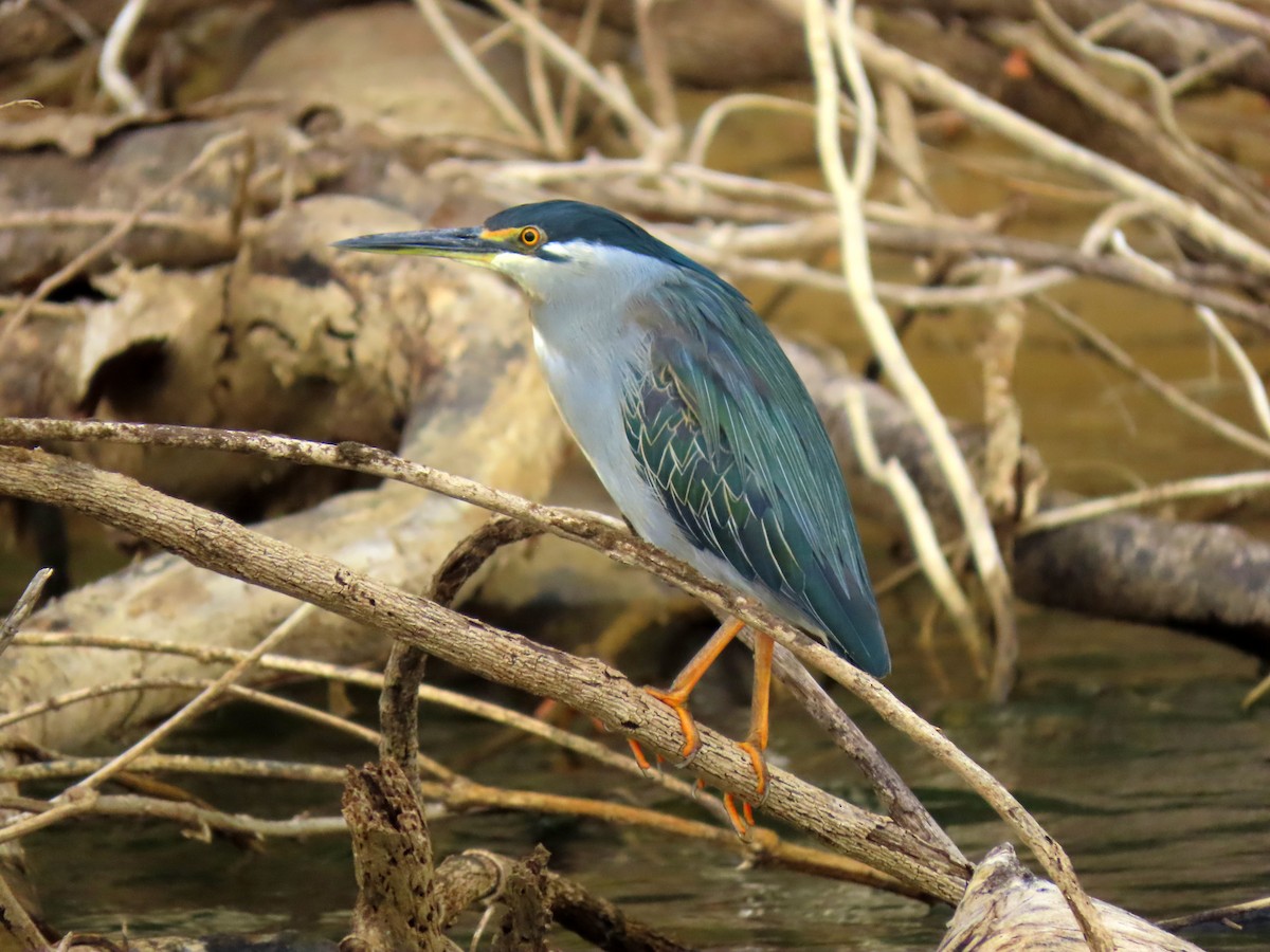 Little Heron - ML644935488