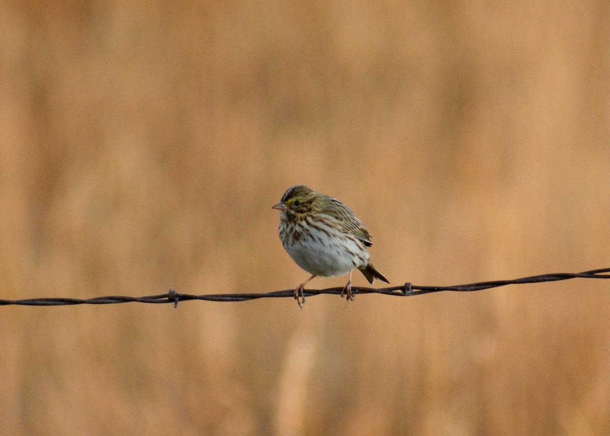 Savannah Sparrow - ML644935493