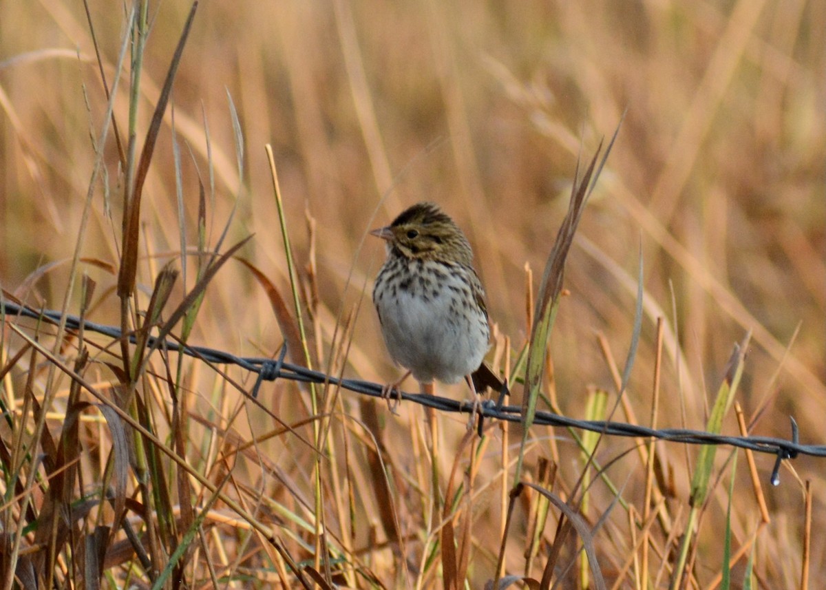 Savannah Sparrow - ML644935494
