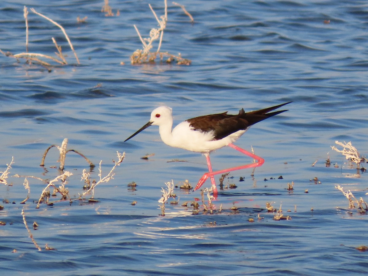 Black-winged Stilt - ML644935550