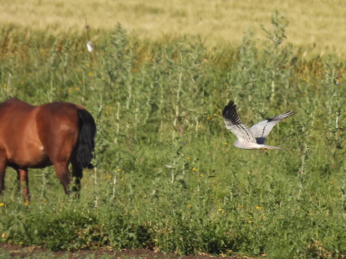 Montagu's Harrier - ML644935562