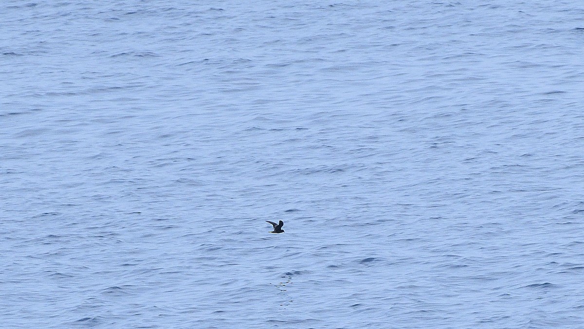 Paíño Negro - ML644935578