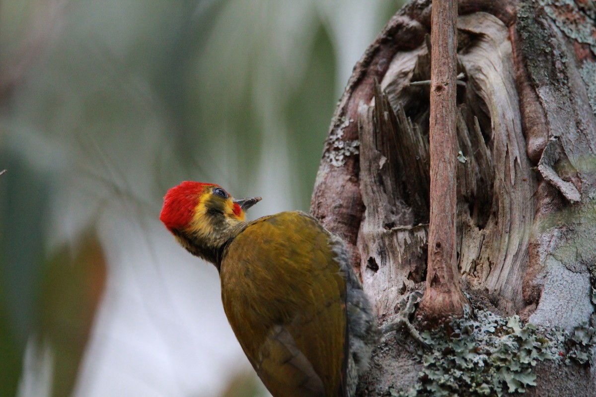 Altın Kaşlı Ağaçkakan - ML644935586