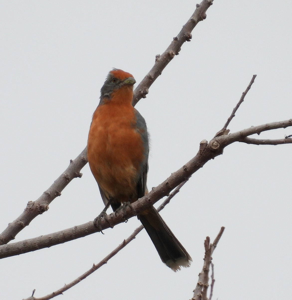 Рара червоновола - ML644935640