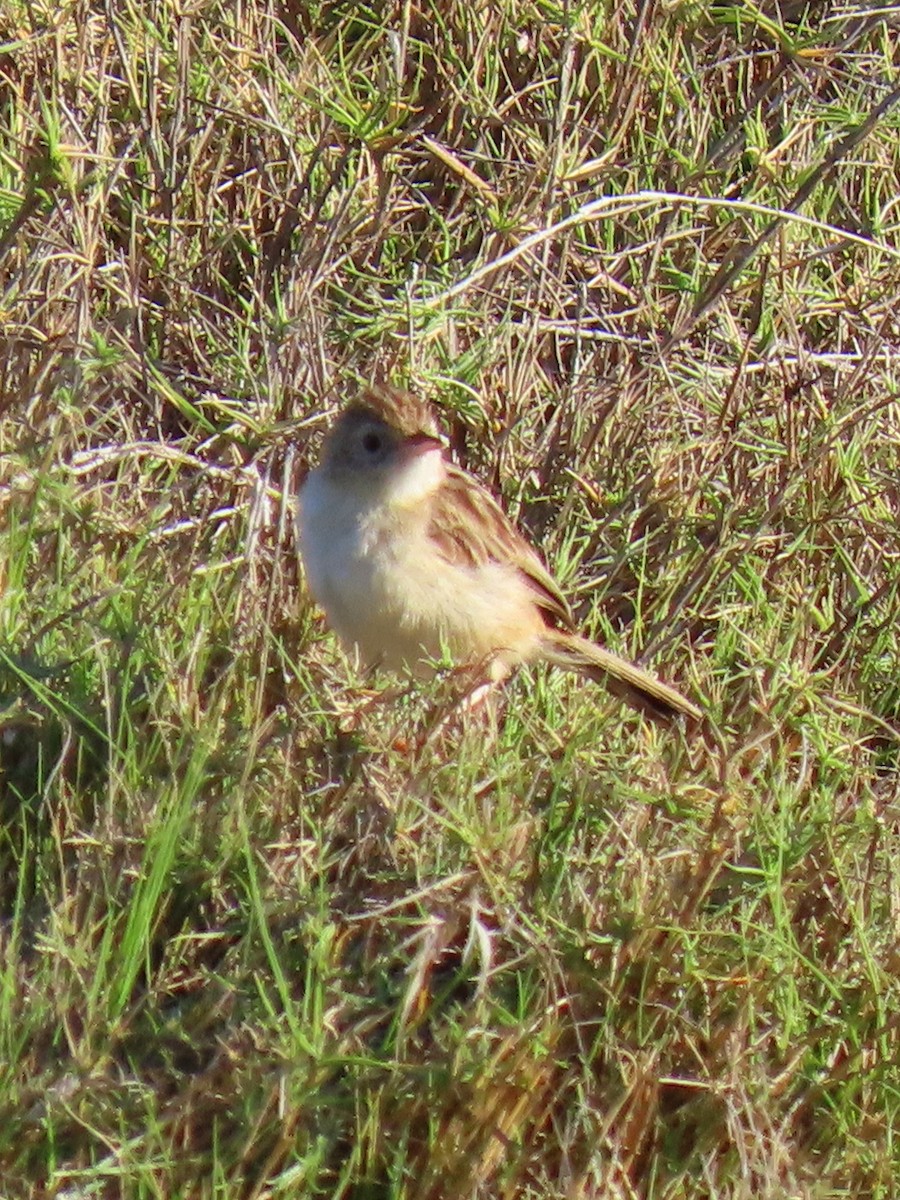 Madagascar Cisticola - ML644935641