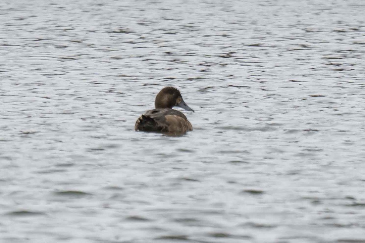 bergand - ML644935661