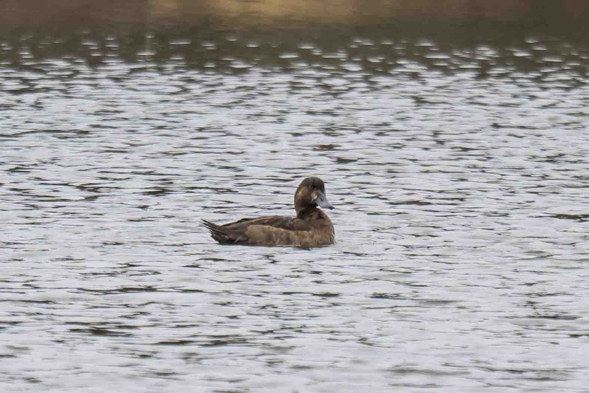 bergand - ML644935662