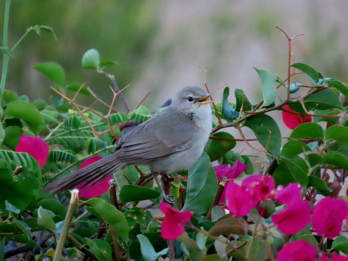 Subdesert Brush-Warbler - ML644935680