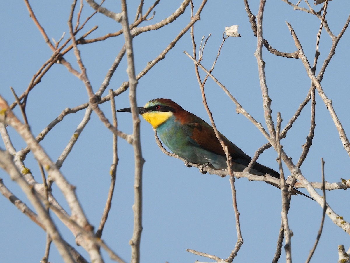 European Bee-eater - ML644935724