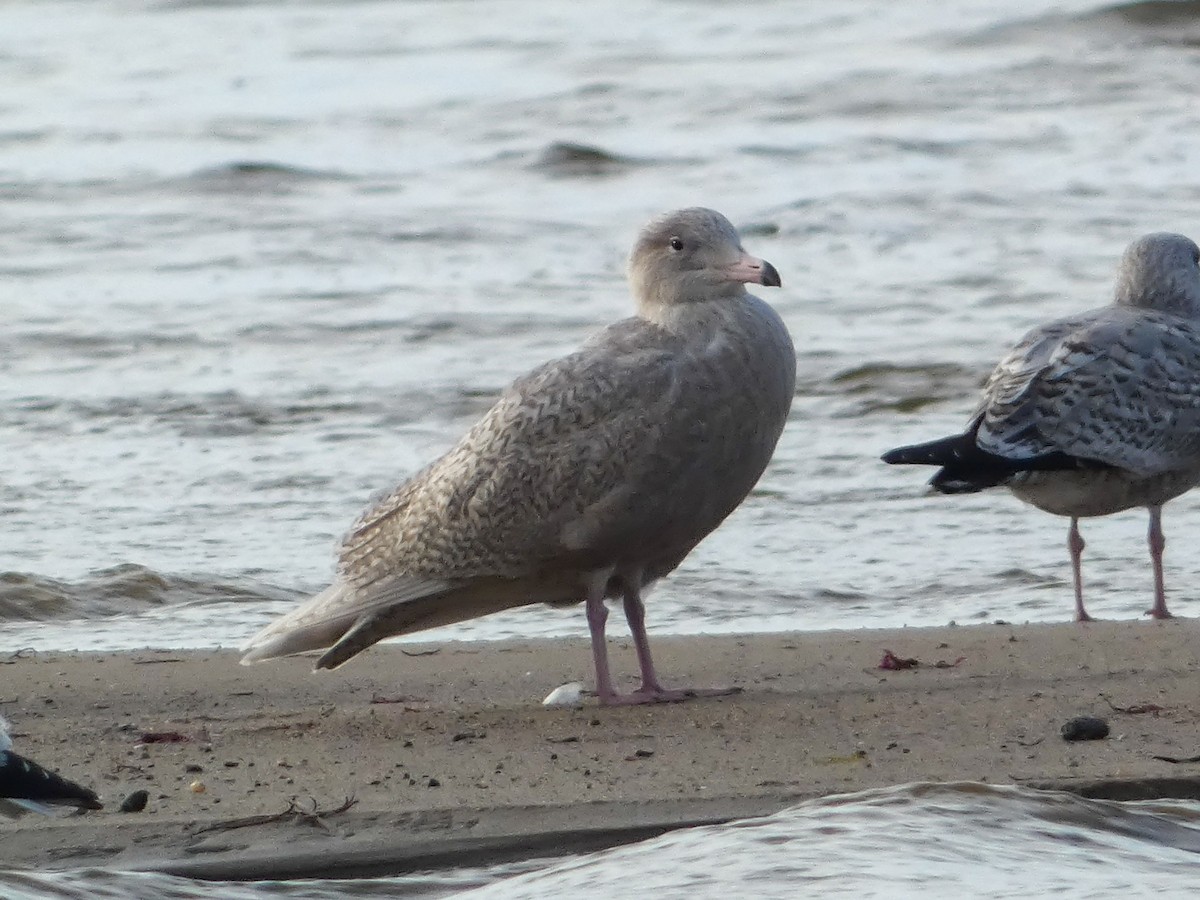 Ipar-kaioa - ML644935726