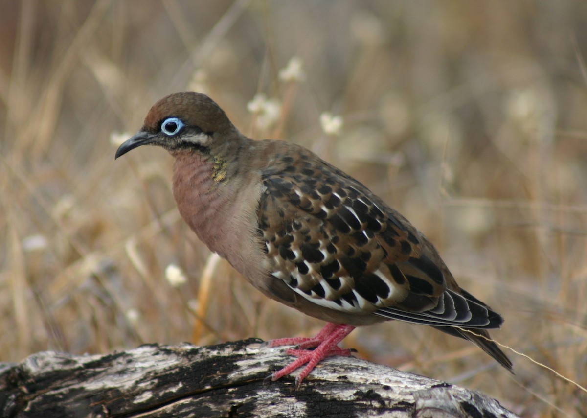 Galapagos Dove - ML644935733