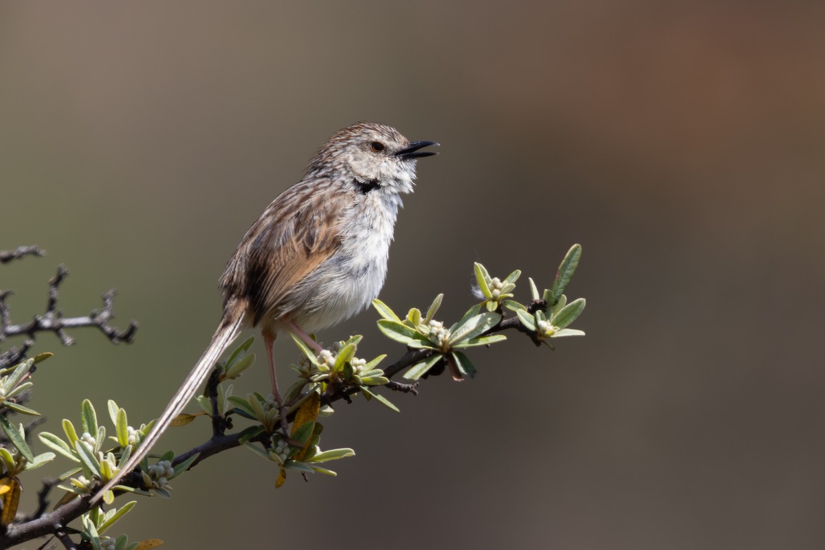 Striped Prinia - ML644935741