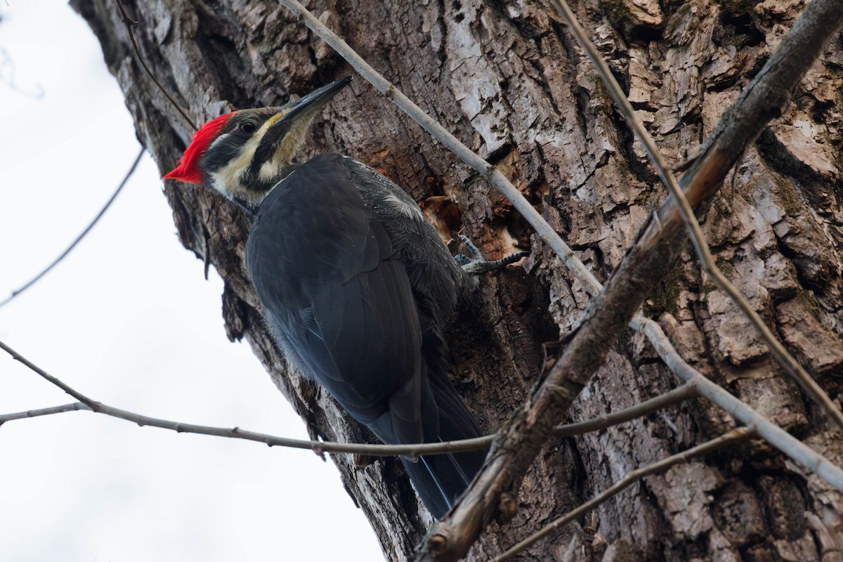 Pileated Woodpecker - ML644935742
