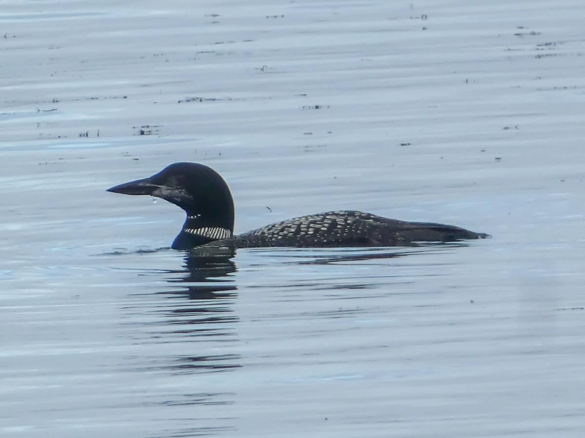 Common Loon - ML644935744