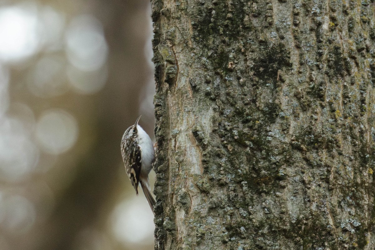 Brown Creeper - ML644935746