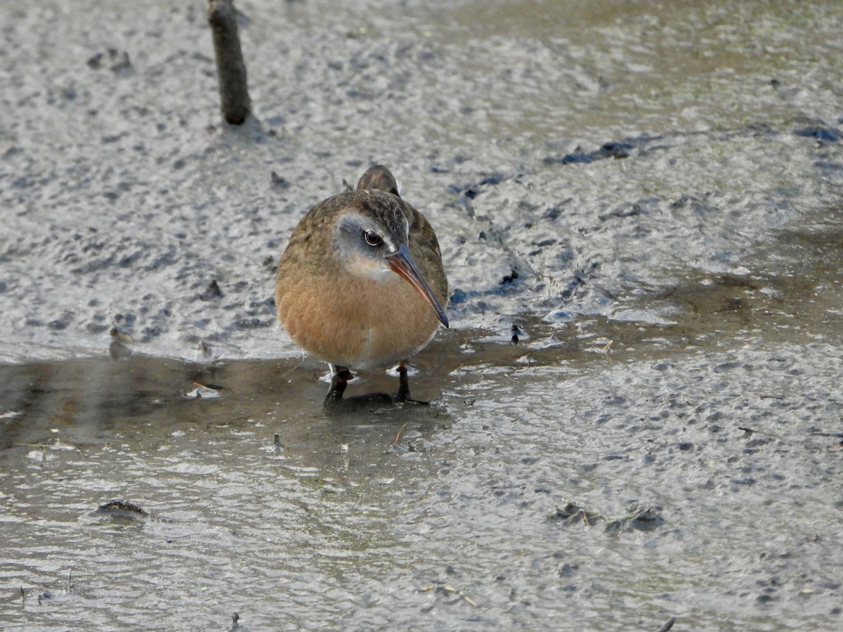 Пастушок віргінський - ML644935753