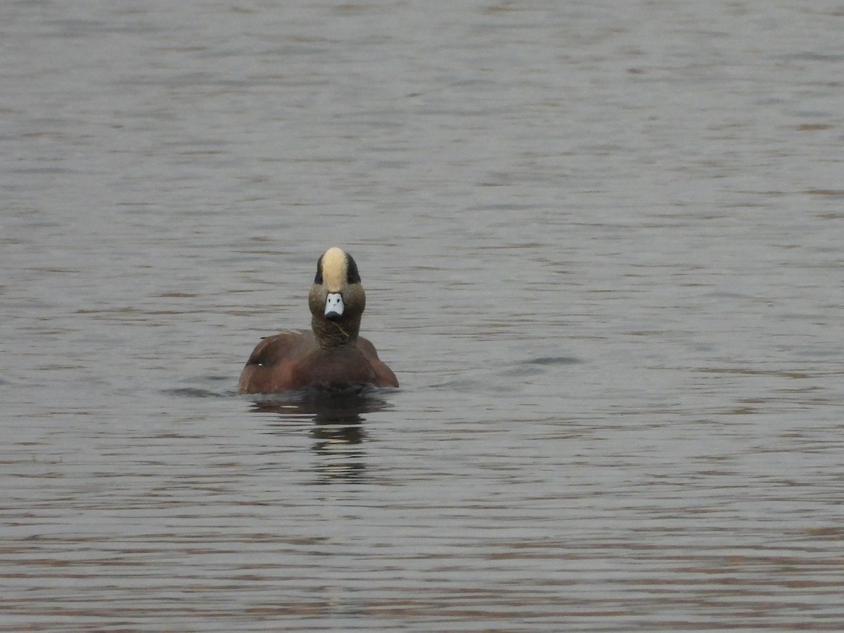Свищ американський - ML644935760