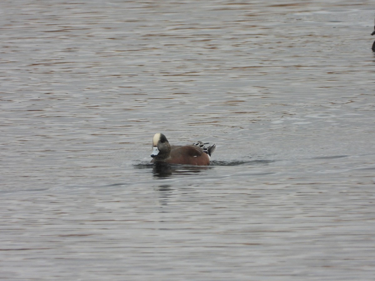 Свищ американський - ML644935761