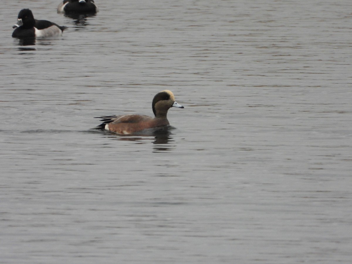 Свищ американський - ML644935762