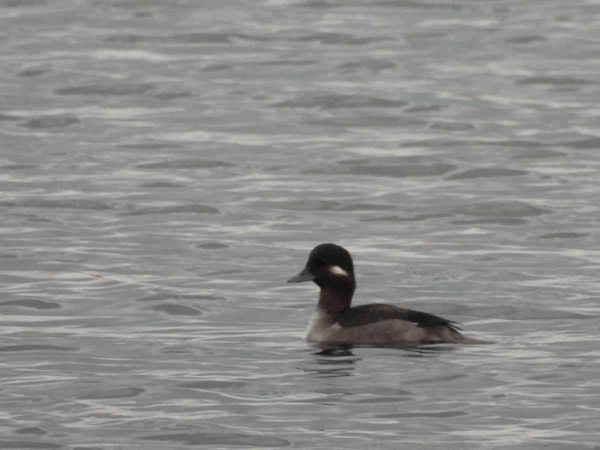 Гоголь малий - ML644935775