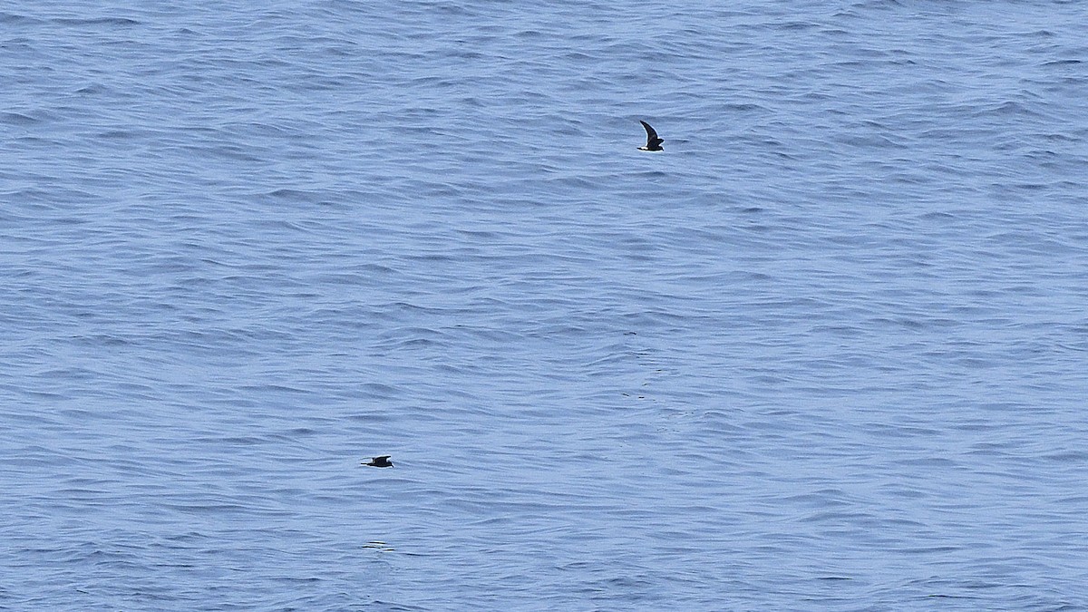 Paíño de Galápagos - ML644935779