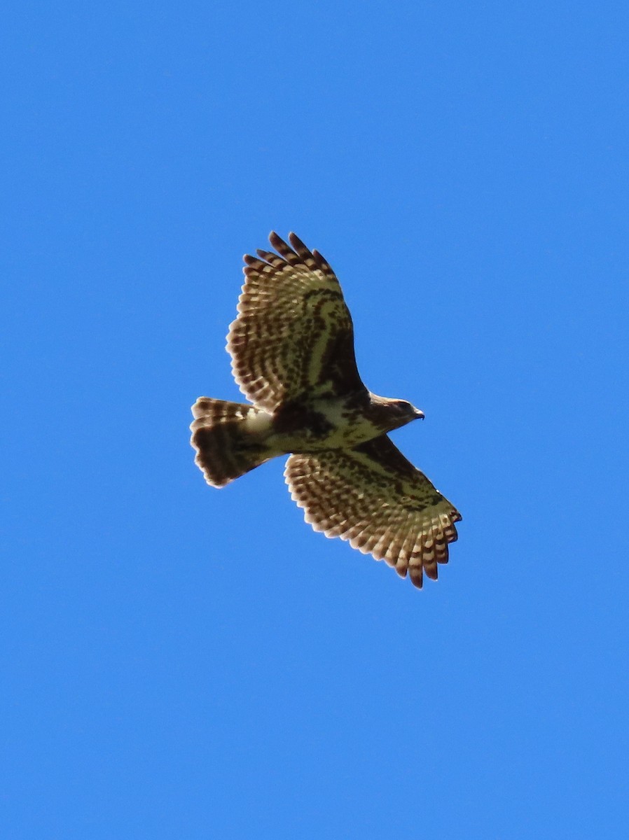 Madagascar Buzzard - ML644935791