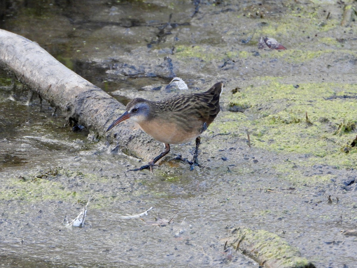 Пастушок віргінський - ML644935793