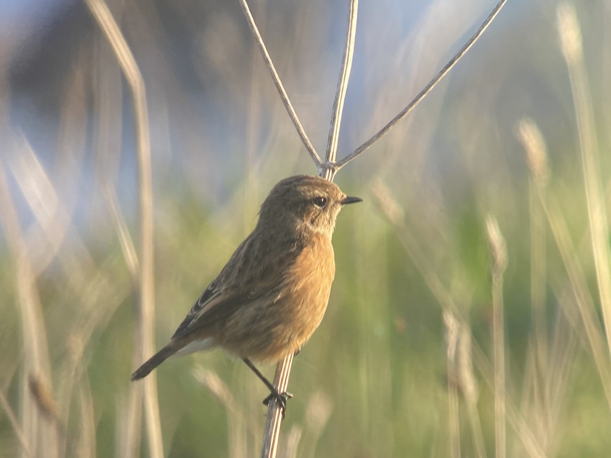 European Stonechat - ML644935796