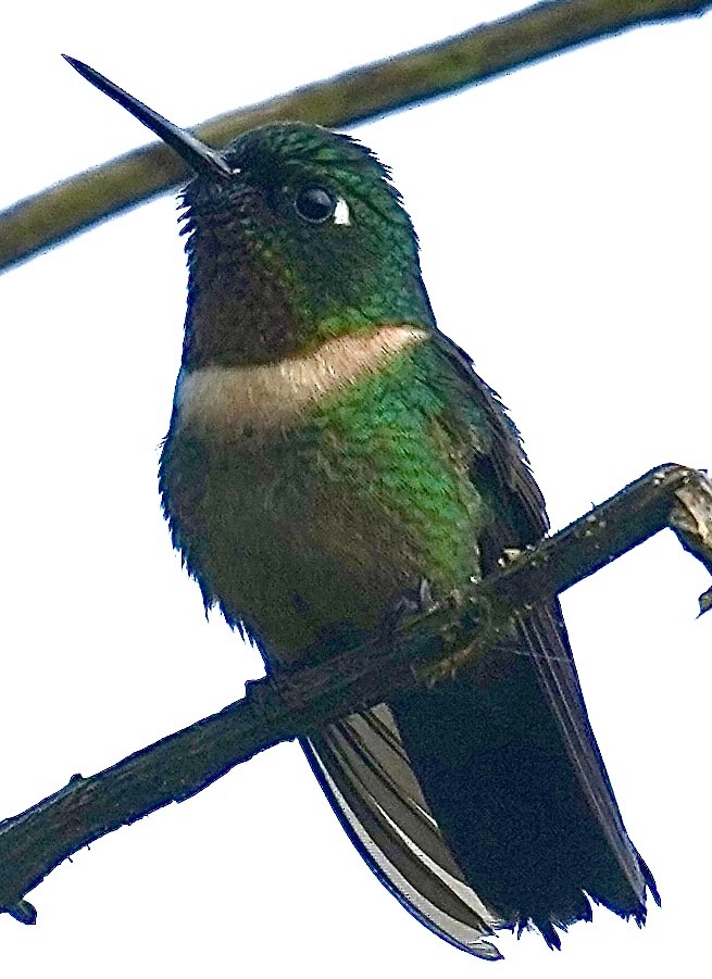 Ametist Kolyeli Günmeleği - ML644935799