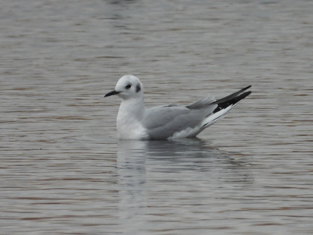 Мартин канадський - ML644935809