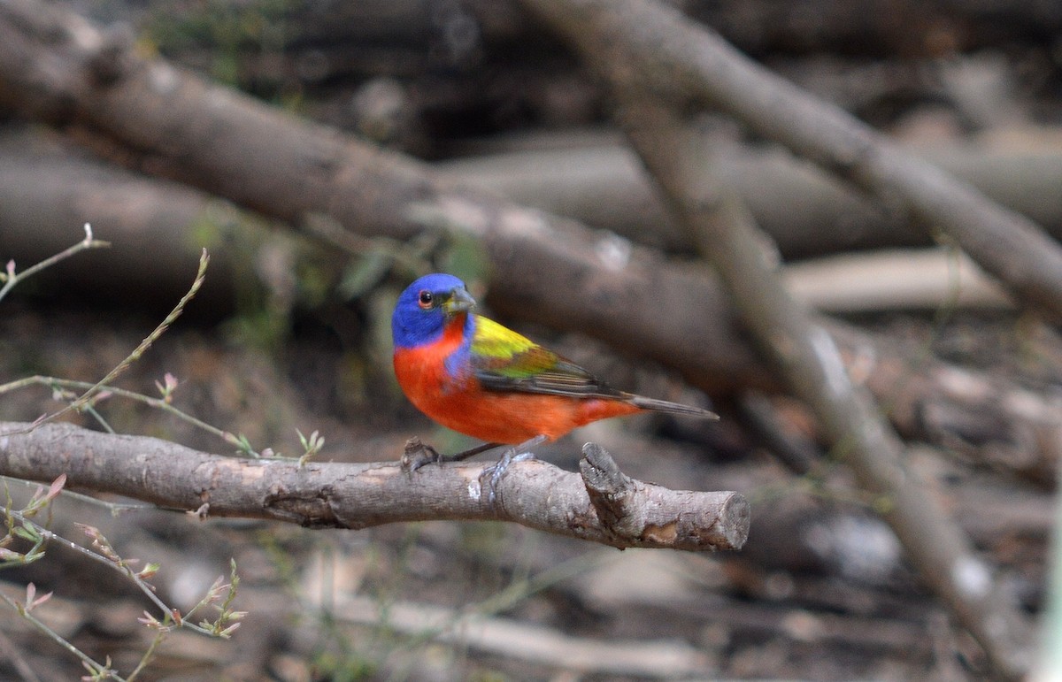 Painted Bunting - ML64493581