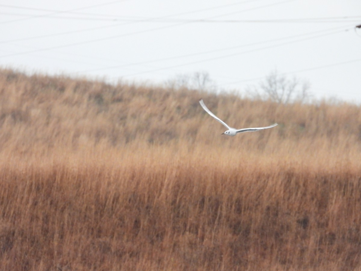 Мартин канадський - ML644935810