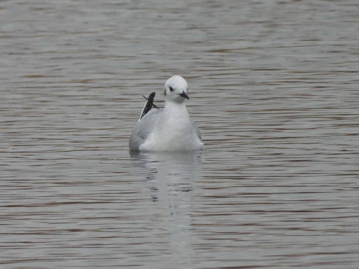 Мартин канадський - ML644935811