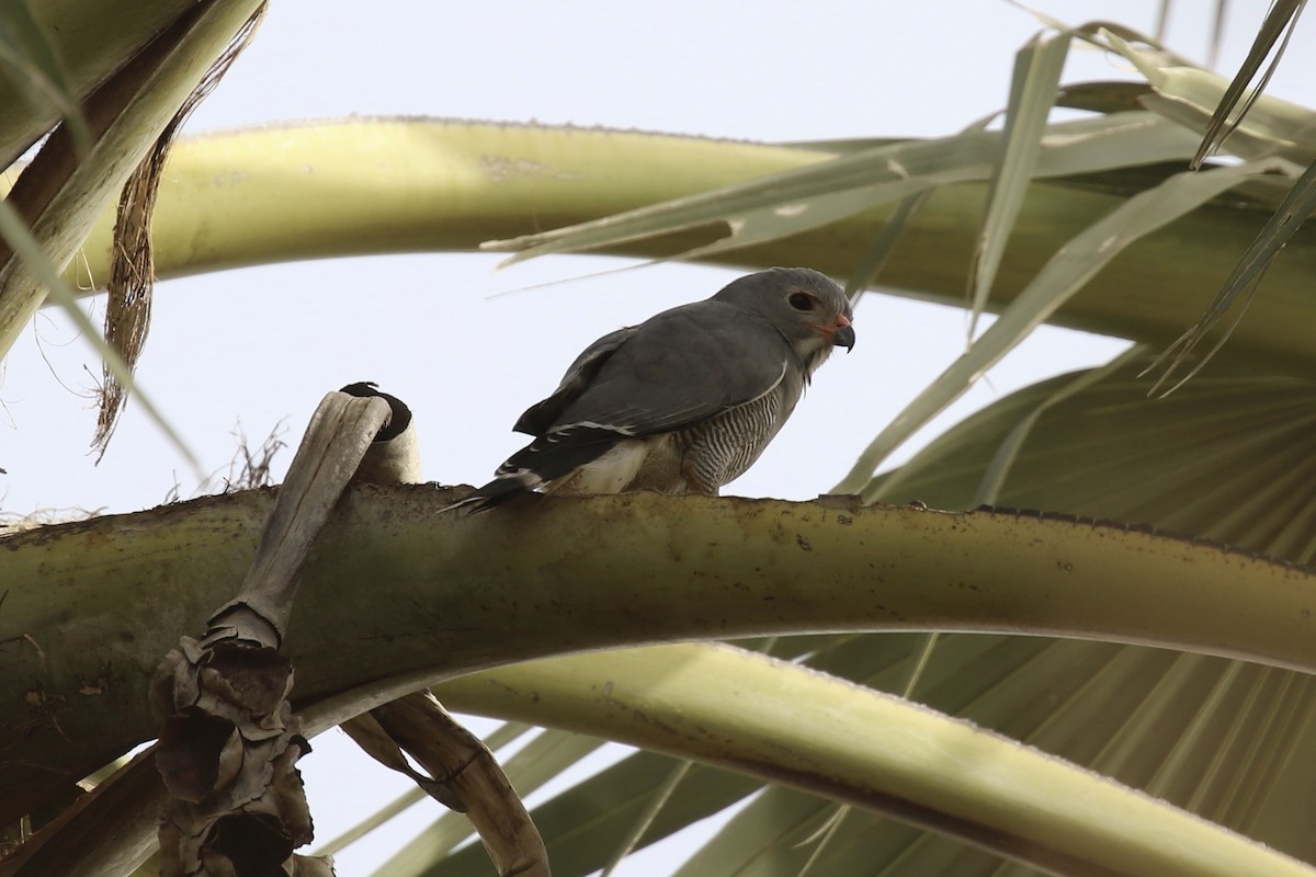 Lizard Buzzard - ML644935813