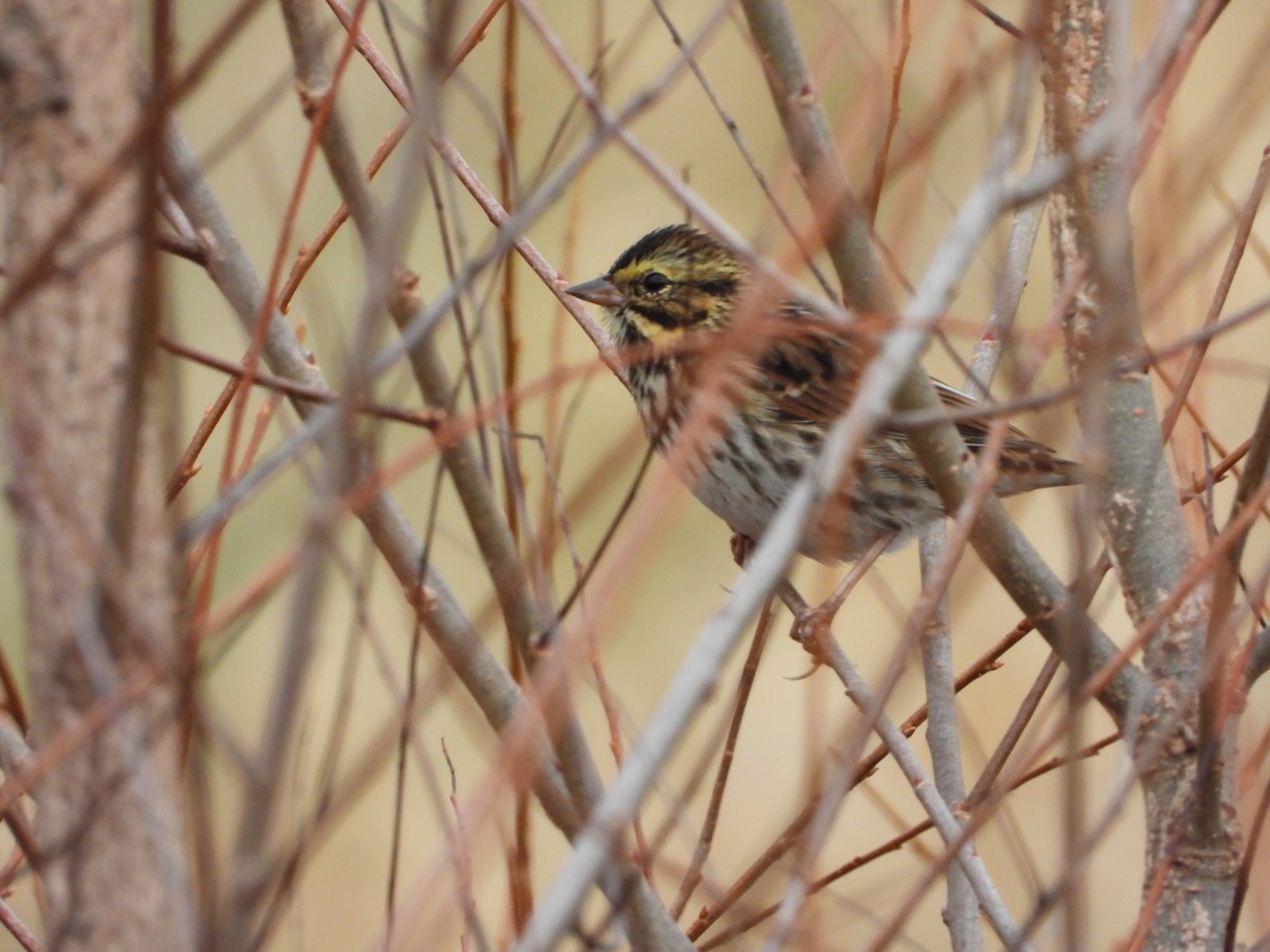 Пасовник савановий - ML644935836