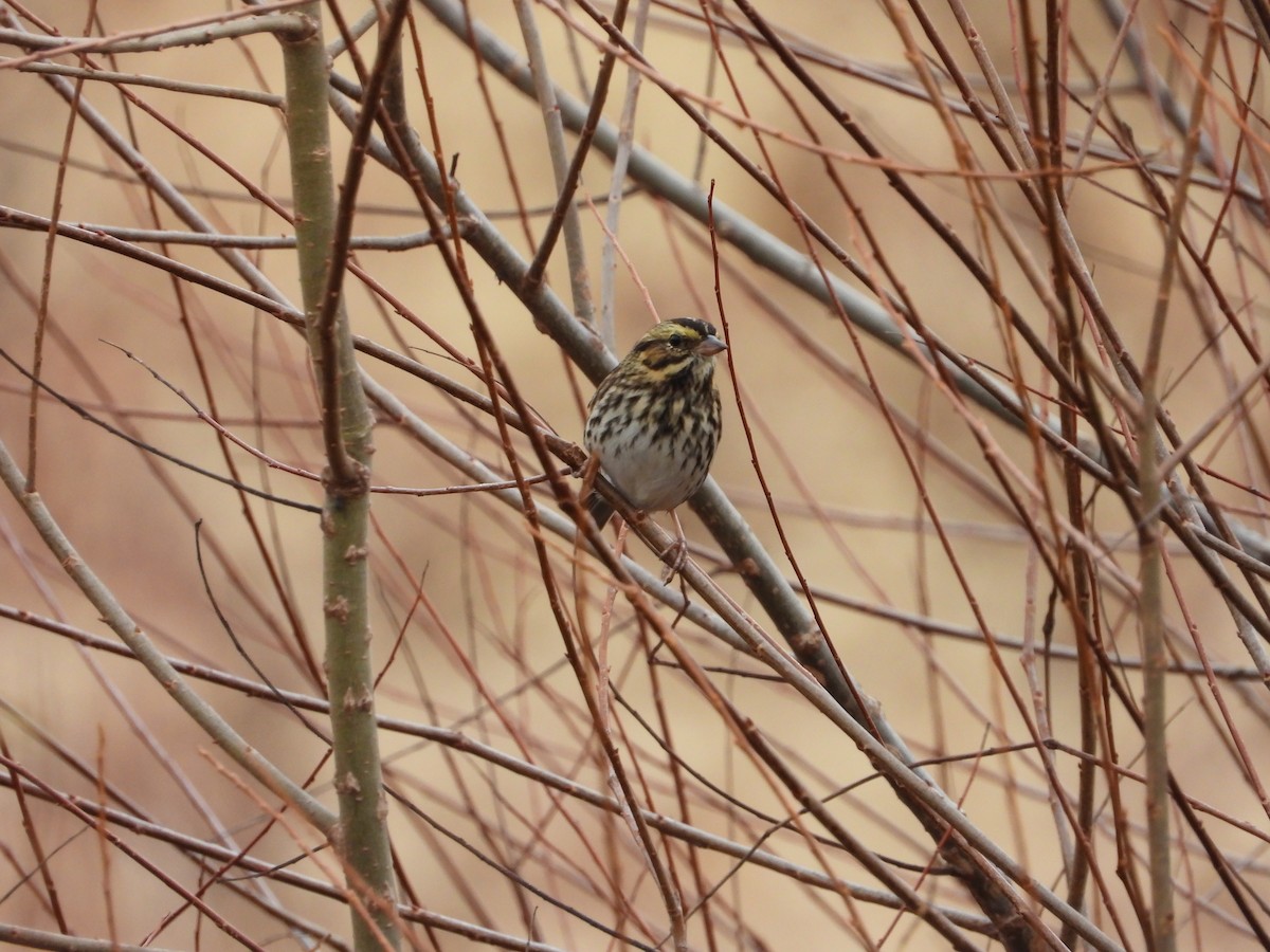 Пасовник савановий - ML644935837