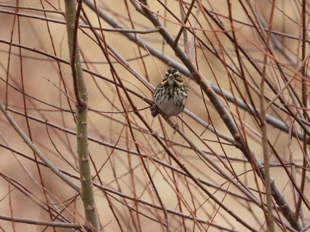 Пасовник савановий - ML644935838