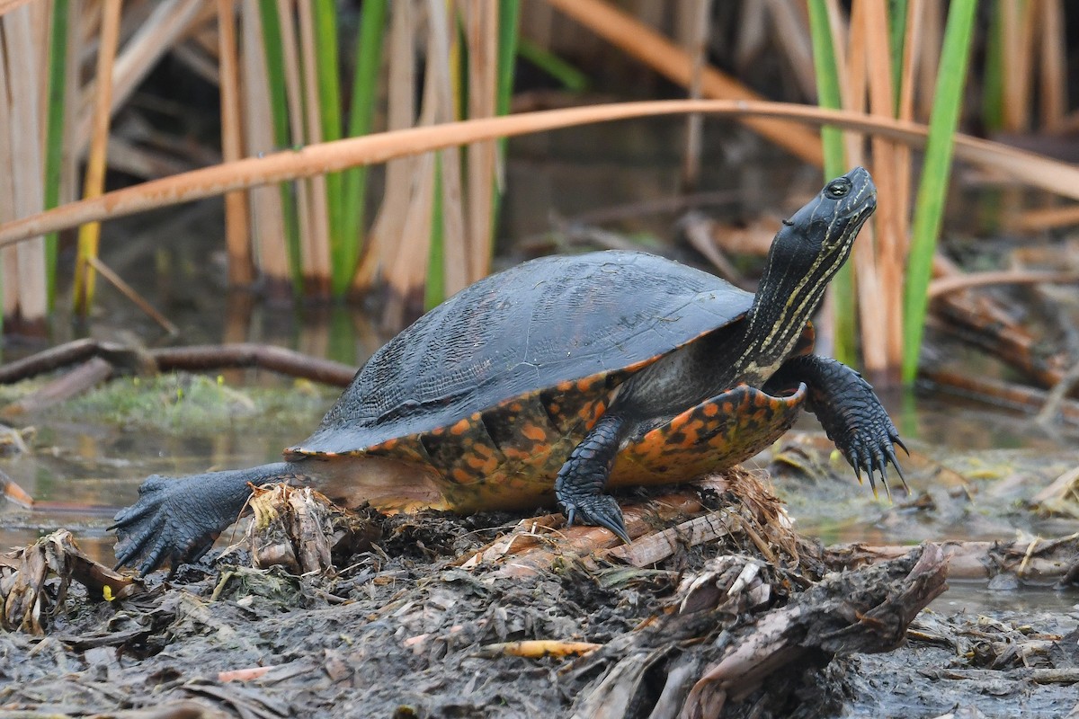 Eastern River Cooter - ML644935847
